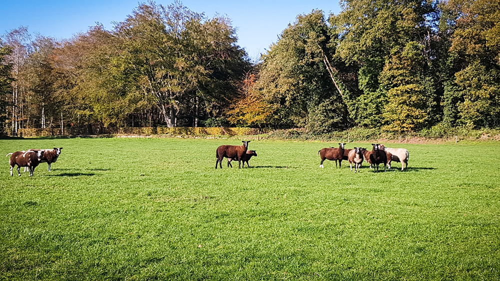 De Timmershoeve - Schapenweide